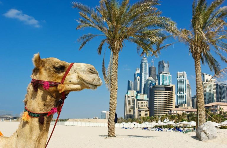 camel in dubai